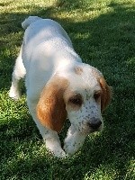Oscar